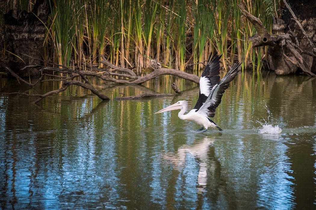 Nearmap partners with The Nature Conservancy Australia to tackle the impacts of climate change