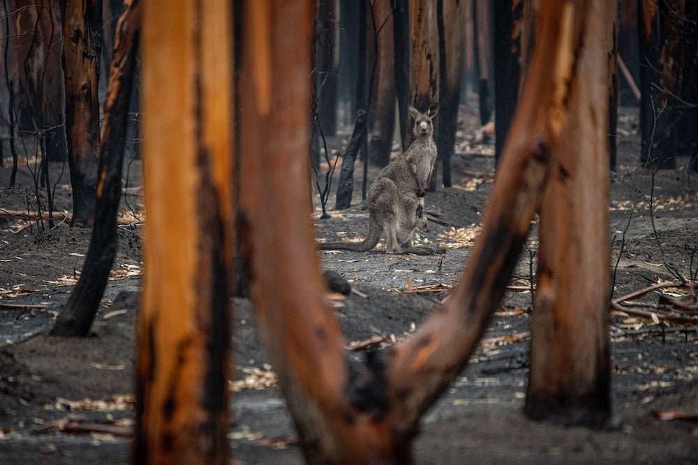 The grim findings in the most important report on Australia’s deteriorating environmental health