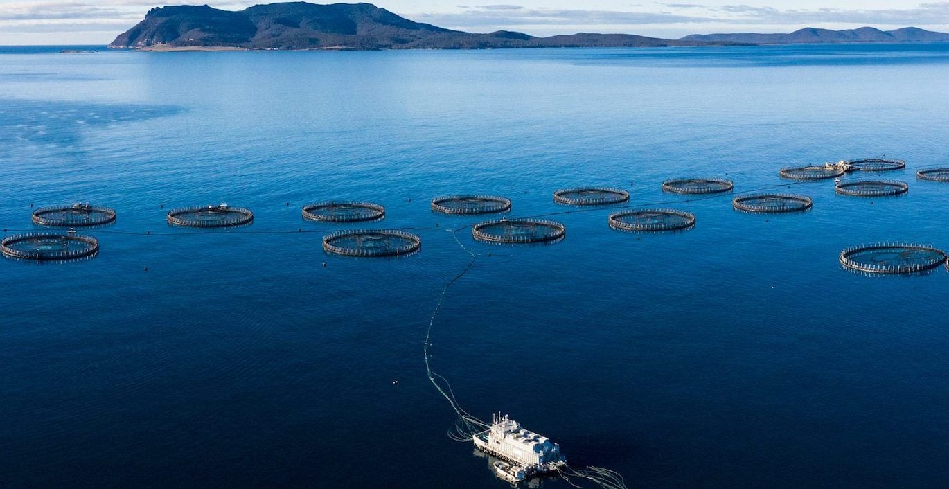 Salmon producer Tassal finally hooked on Cooke’s increased $1.1b offer