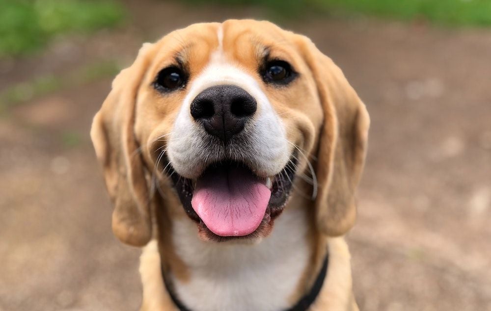 Mad Paws revenue more than triples as ‘network effect’ takes hold