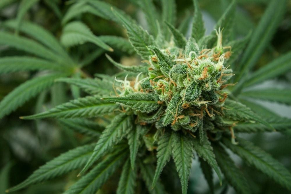 LGP, MGC Pharma fined for alleged unlawful advertising of medicinal cannabis products