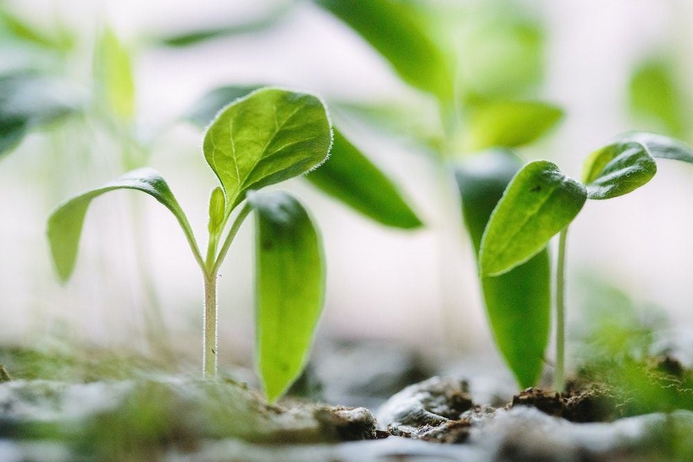 ACCC cracks down on greenwashing, fake online reviews
