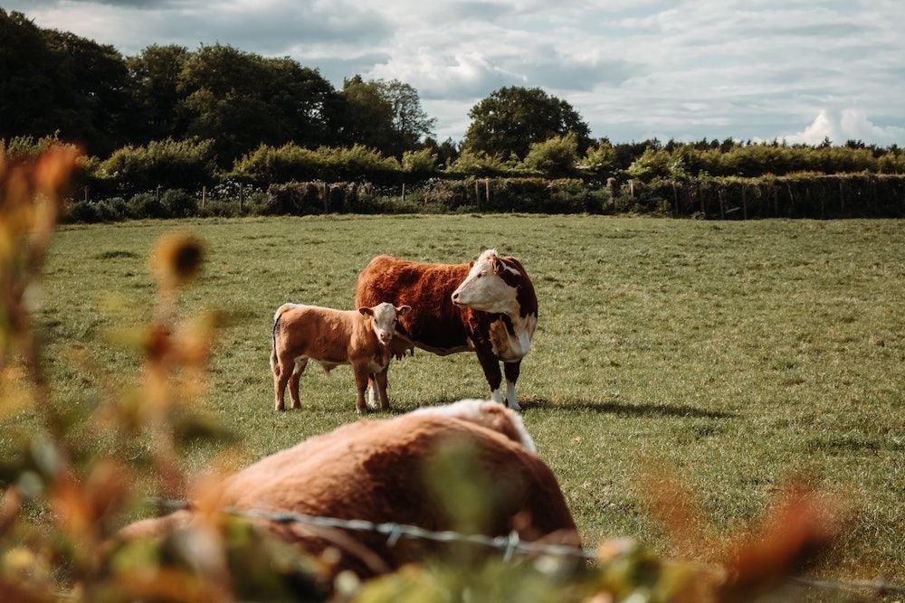 Livestock management platform AgriWebb closes Series B funding round at $40 million