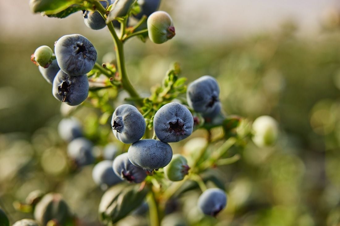 Costa Group shares lift as US sustainable food fund invests $161m