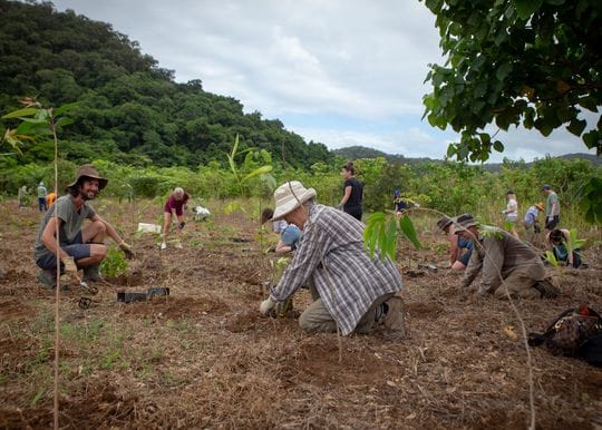 BioPak unveils tree planting milestone after decade-long partnership with Rainforest Rescue