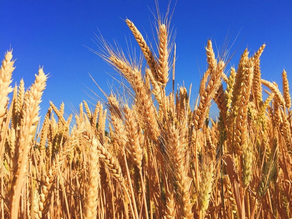 Two consecutive ‘bumper crops’ see GrainCorp’s earnings and profit more than double