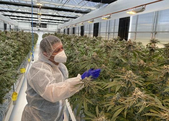 ANTG acquires Brisbane facility to keep up with medicinal cannabis demand