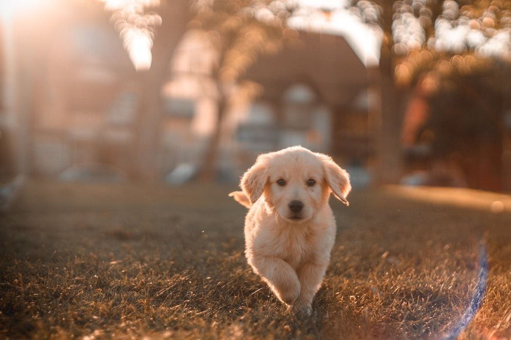 Mad Paws revenue more than triples as marketplace strategy kicks into gear
