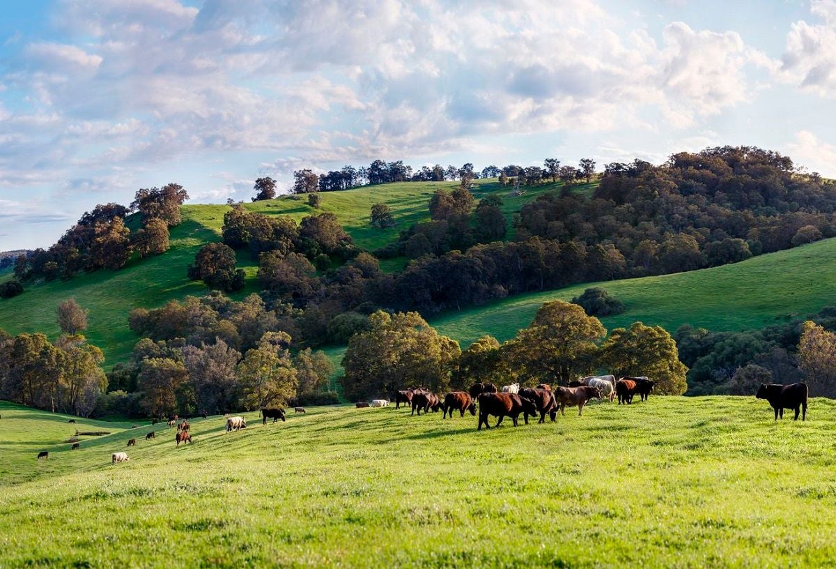 Forrest family's Harvest Road leads US$12m round for methane-reducing additive Rumin8
