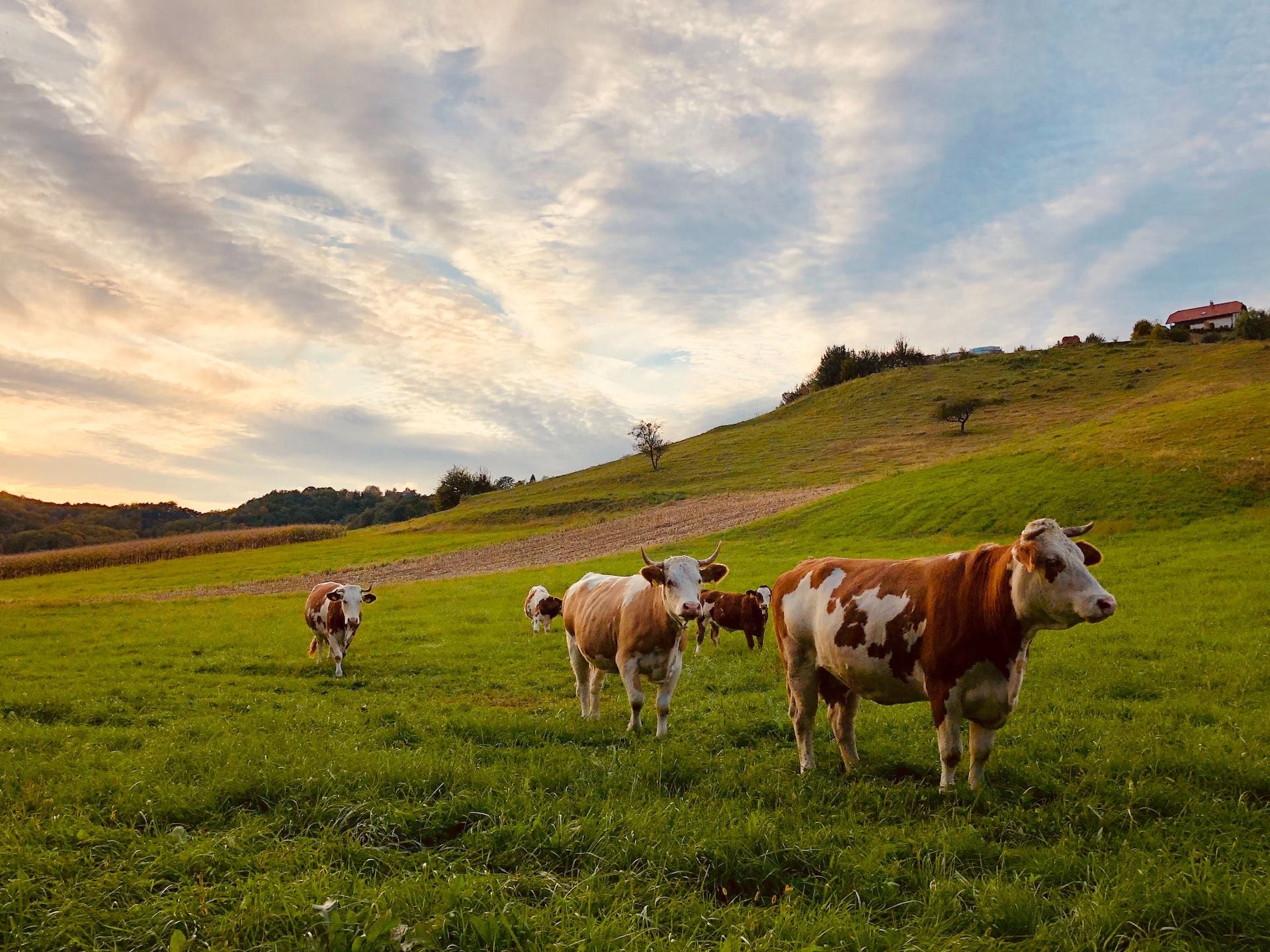 Rural veterinary group Apiam corrals NSW regional clinics for $11.2m