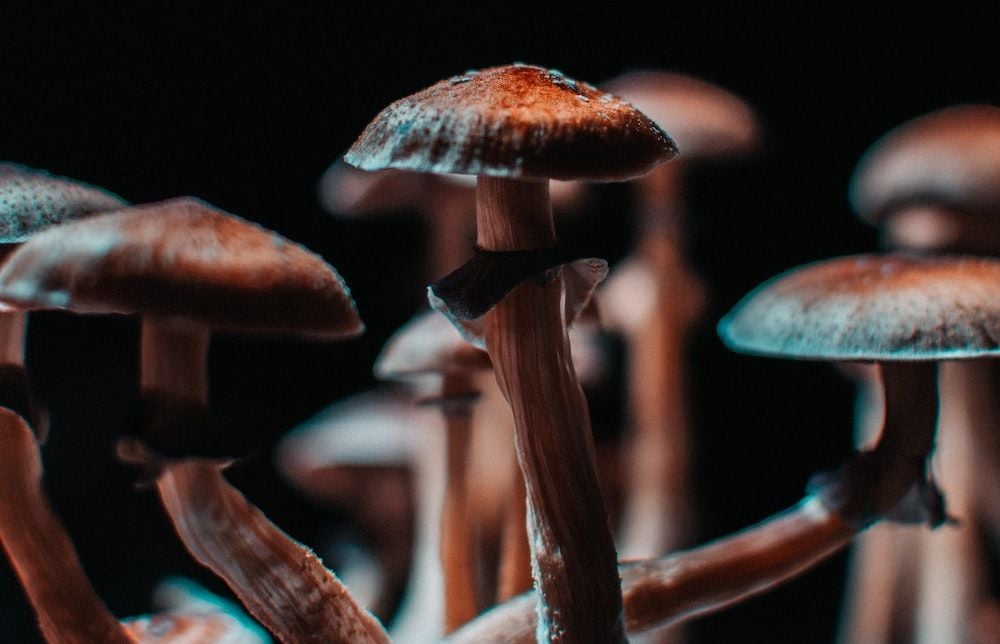 TGA approves MDMA, psilocybin for mental health treatment