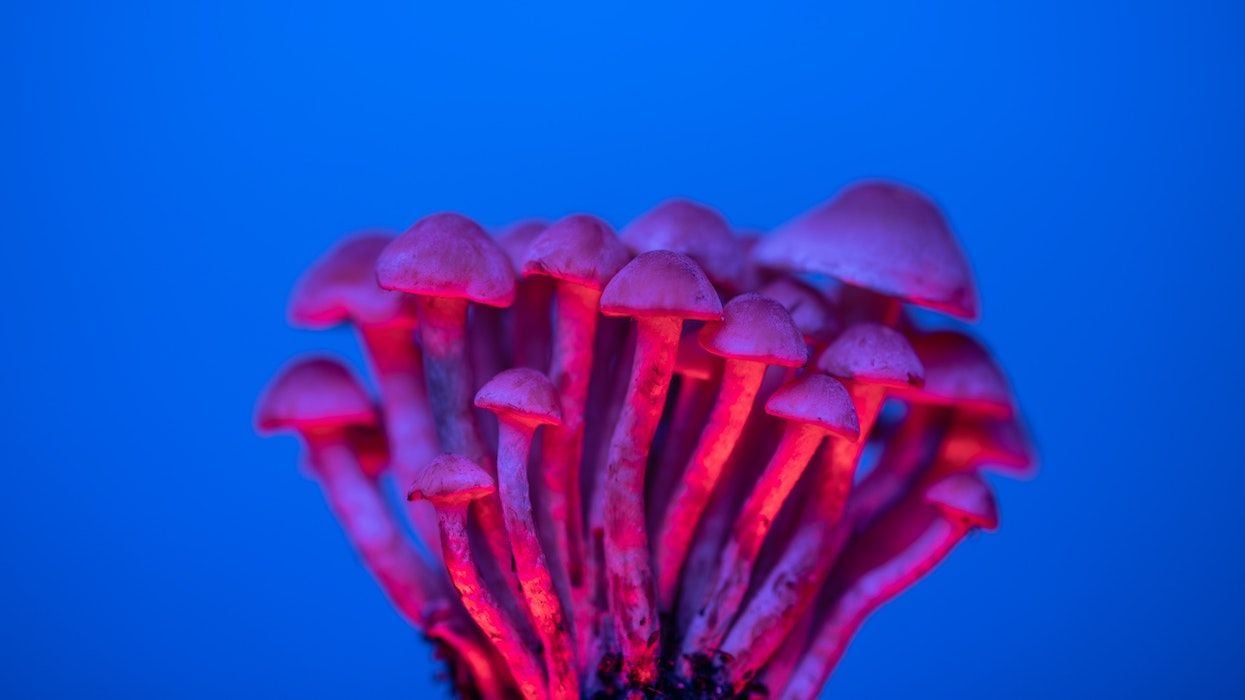 Emyria, Little Green Pharma shares spike after TGA green light for MDMA and psilocybin
