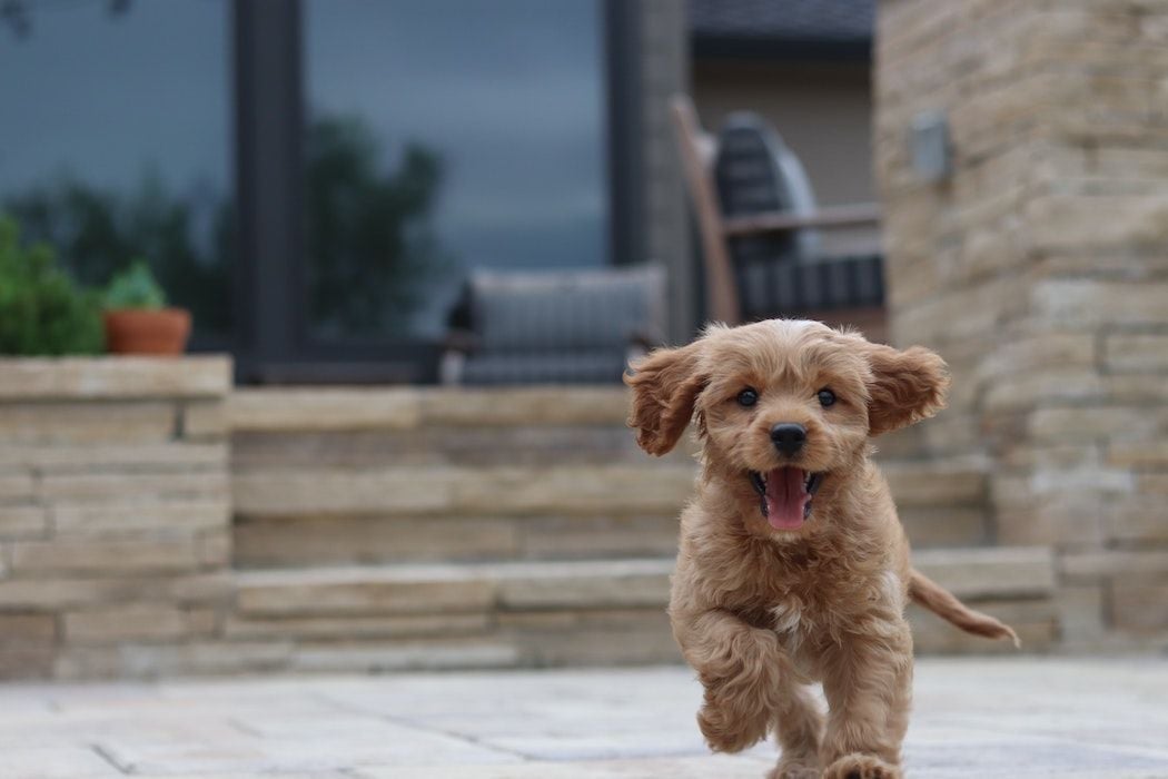 Mad Paws gets investor tails wagging with $4m raise
