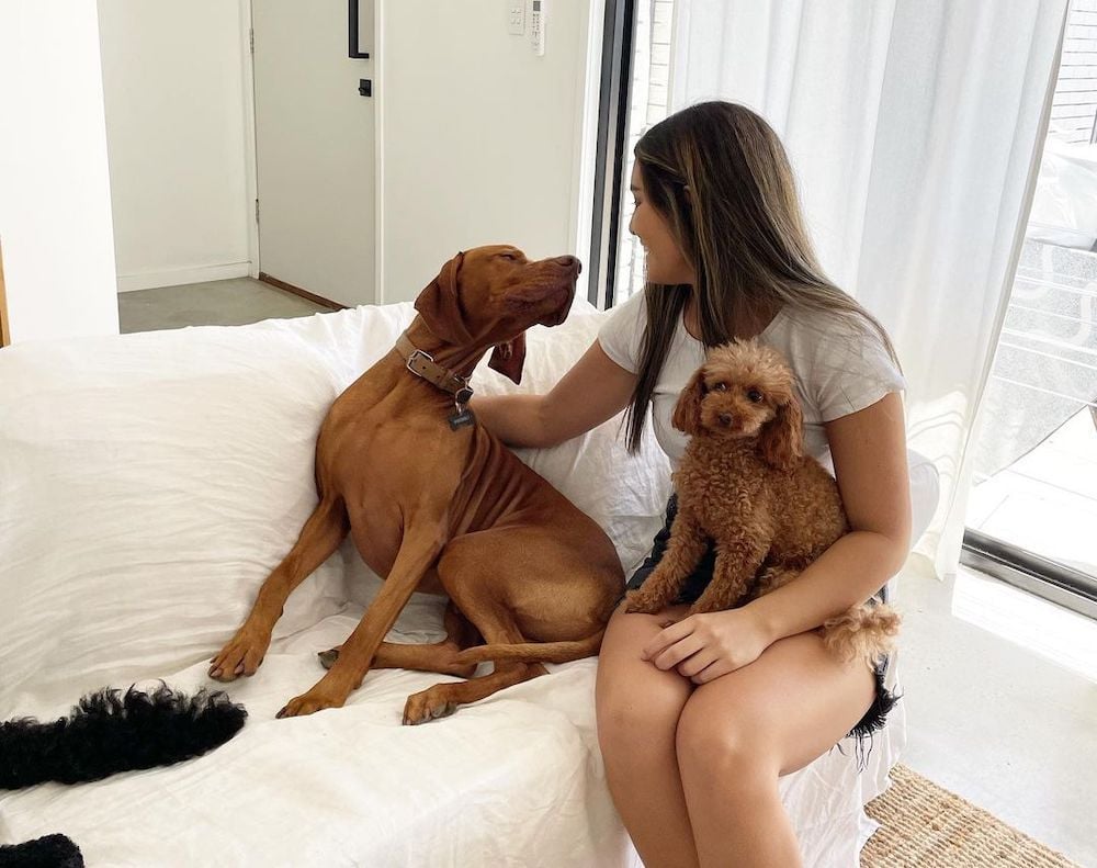 Mad Paws revenue more than triples as consumers flock to online pet services