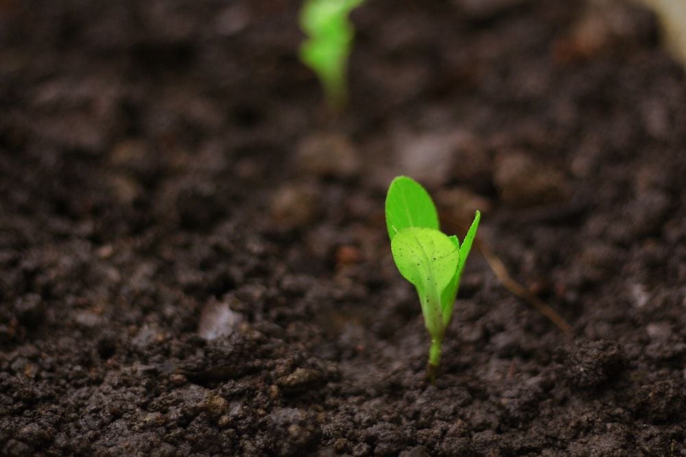 Doing more harm than good: ACCC report reveals greenwashing conduct is rife