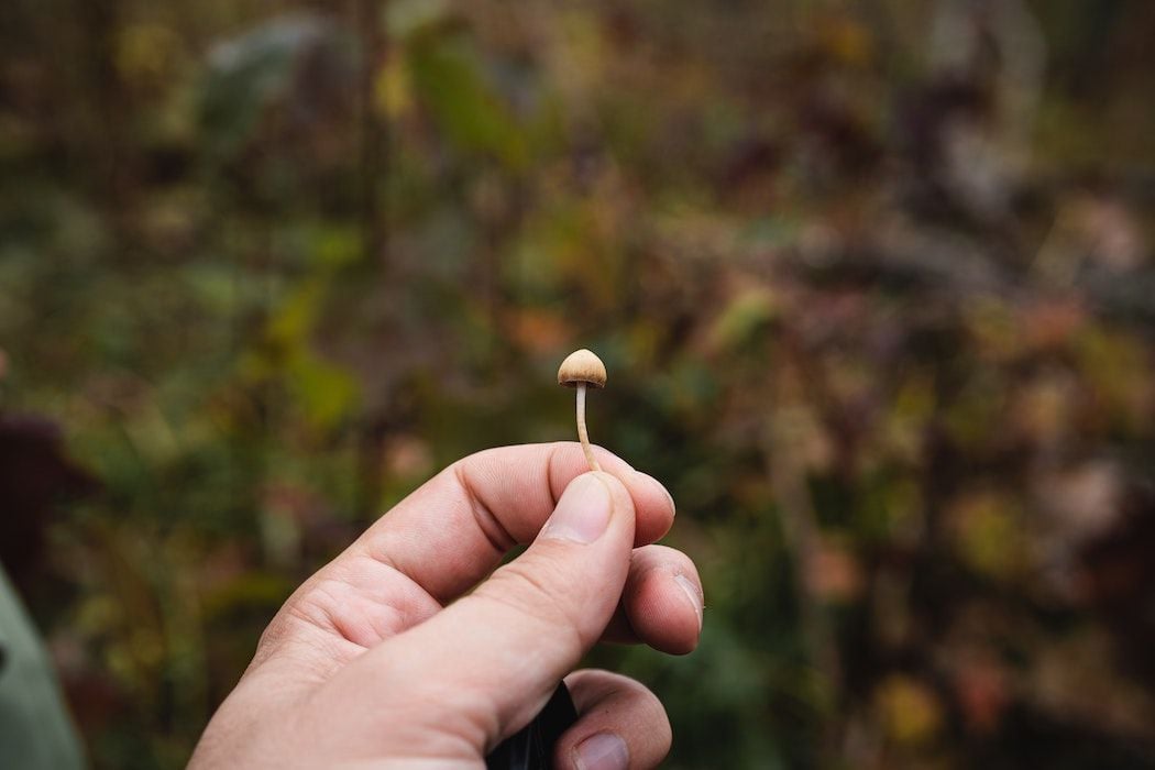 Incannex to manufacture psilocybin with US-based partner Catalent