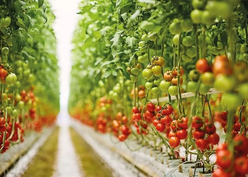 All roads lead to Roma for Centuria with $80m tomato glasshouse acquisition