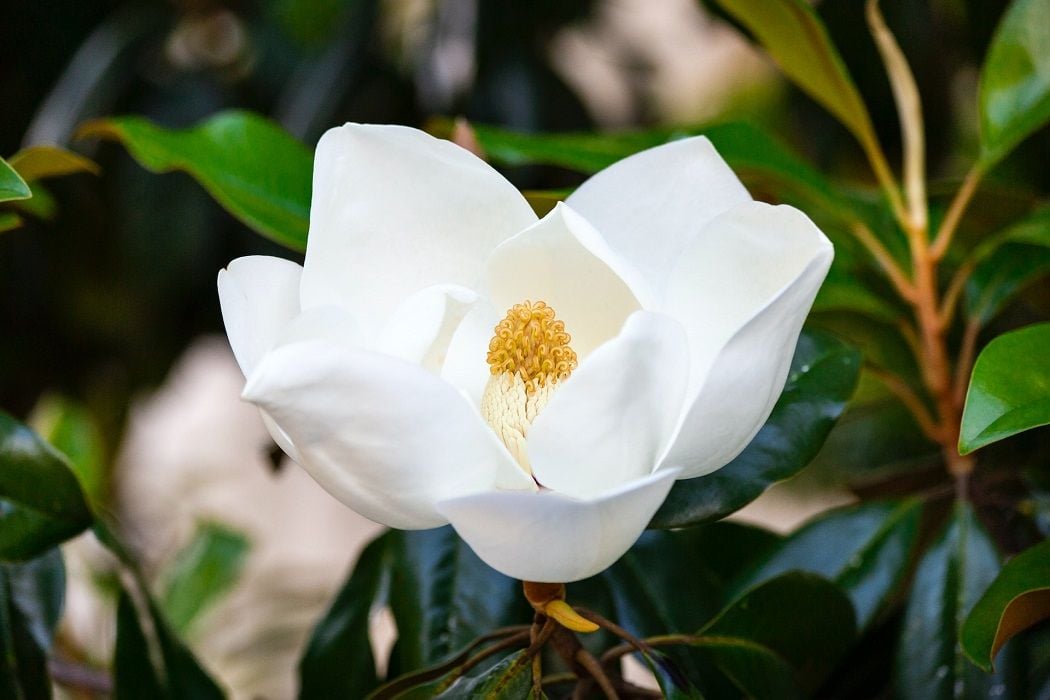 Mitchell Atkins' Magnolia Capital to be wound up