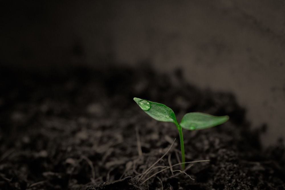 Capitalising on climate anxiety: what you need to know about ‘climate-washing’