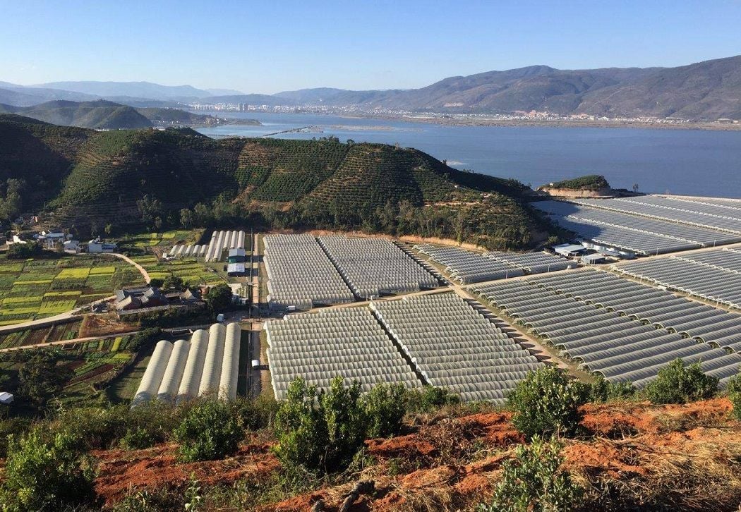 Costa Group now has more berries planted overseas than in Australia