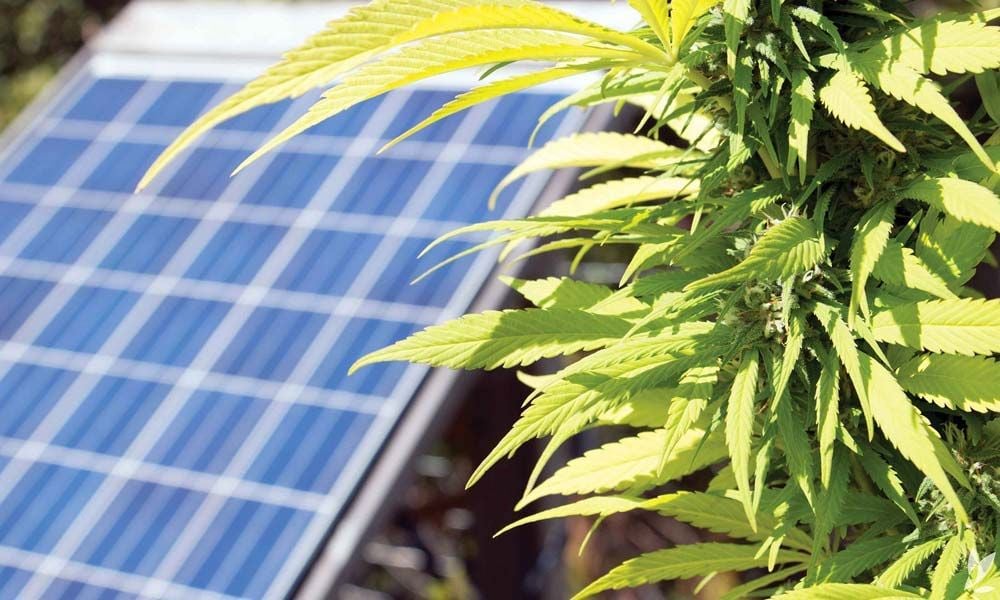 Cannaponics breaks WA records again by hitting $5m max in crowdfunding campaign