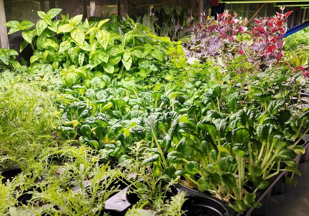 WA's Eden Towers to lay vertical farming foundations out east