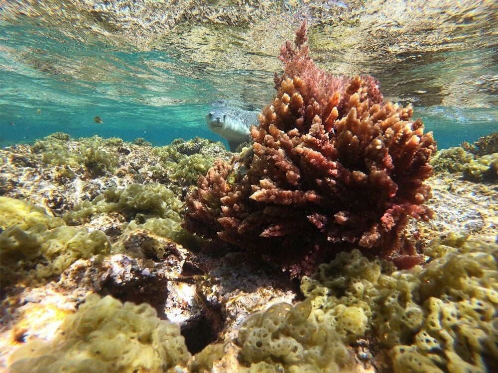 Seaweed startup Immersion Group receives backing from Japanese giant Nissui