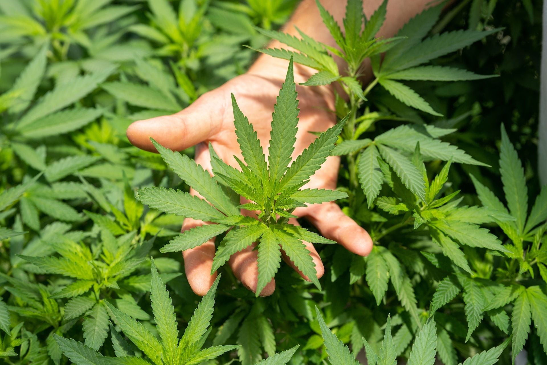 Zelira shares nearly triple after study pits its CBD pain drug against Pfizer’s $7.7b Lyrica