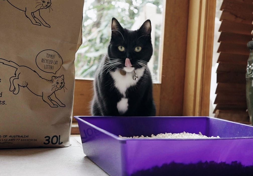 Melbourne startup DiaperRecycle closes loop on nappy waste, creates cat litter byproduct