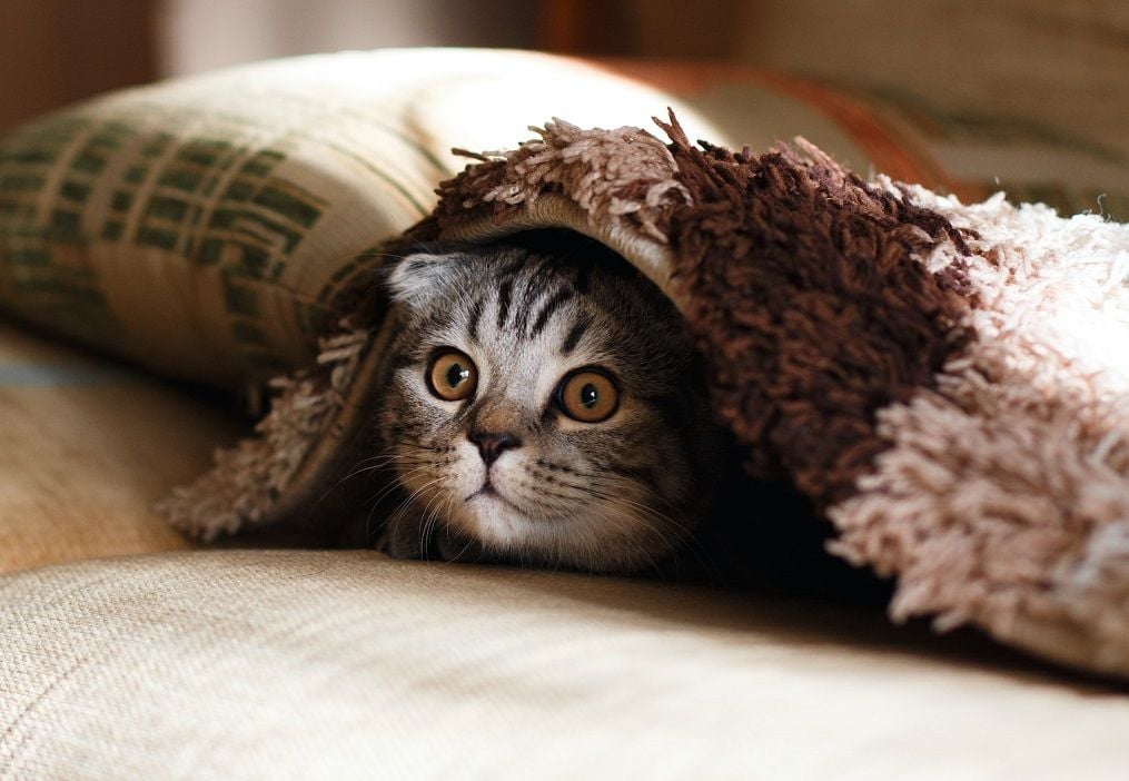 ASIC clamps down on Australia's largest pet insurer over upfront vet expenses