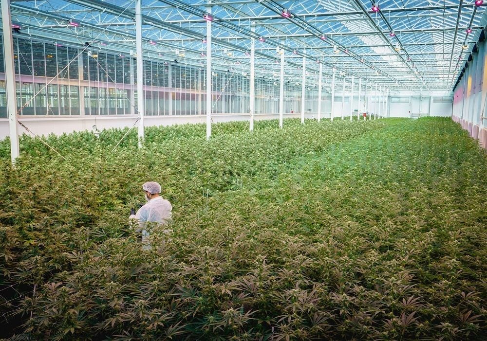 Cann Group doubles sales as Mildura cannabis crop set to triple