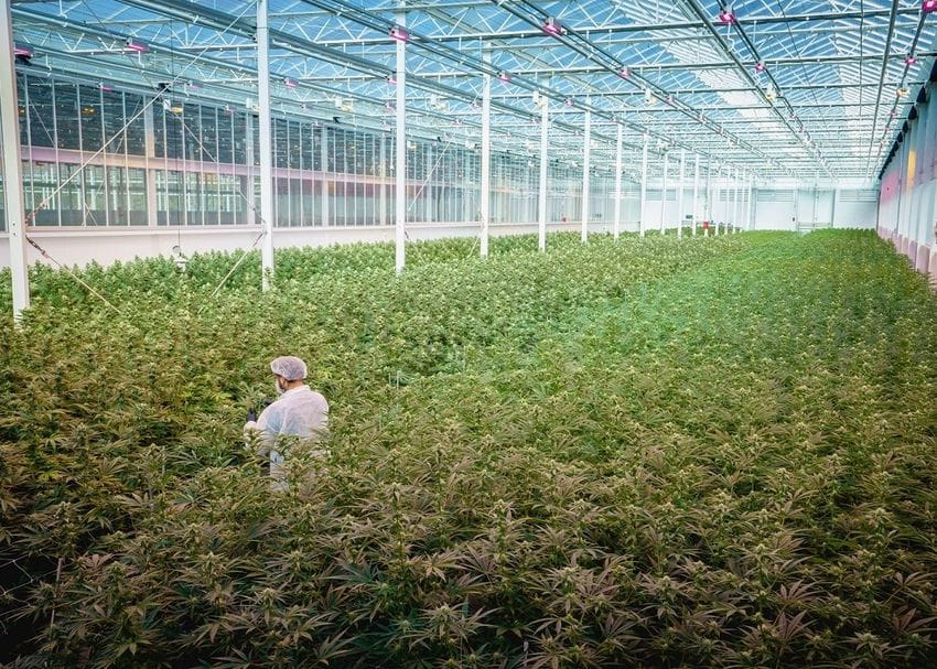 Cann Group doubles sales as Mildura cannabis crop set to triple