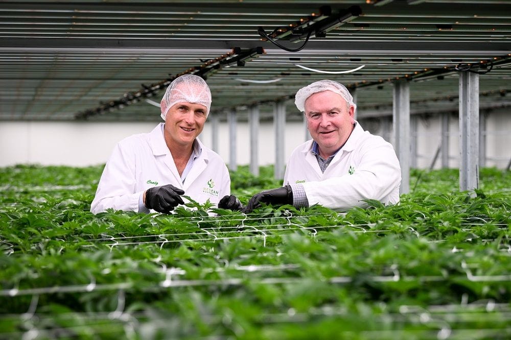 Medcan Australia boosts cannabis flower production with new $12m vertical farming facility