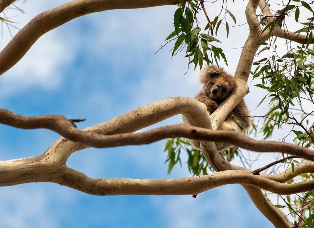 Australian Ethical funds rise 48pc but profit falls again