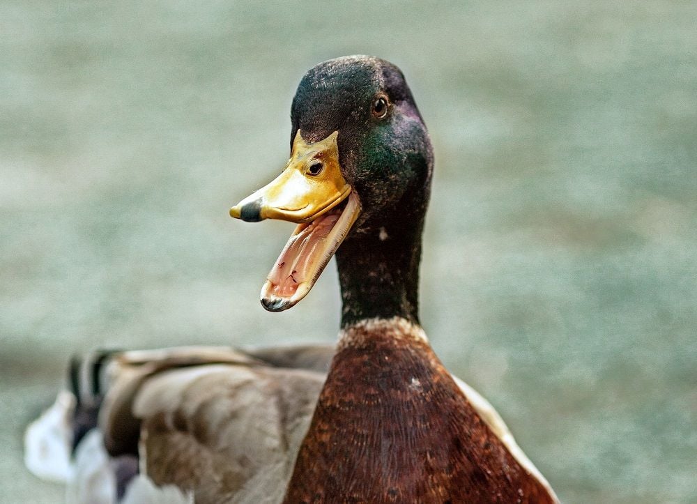 CBA buys invoice lending platform Waddle from Xero