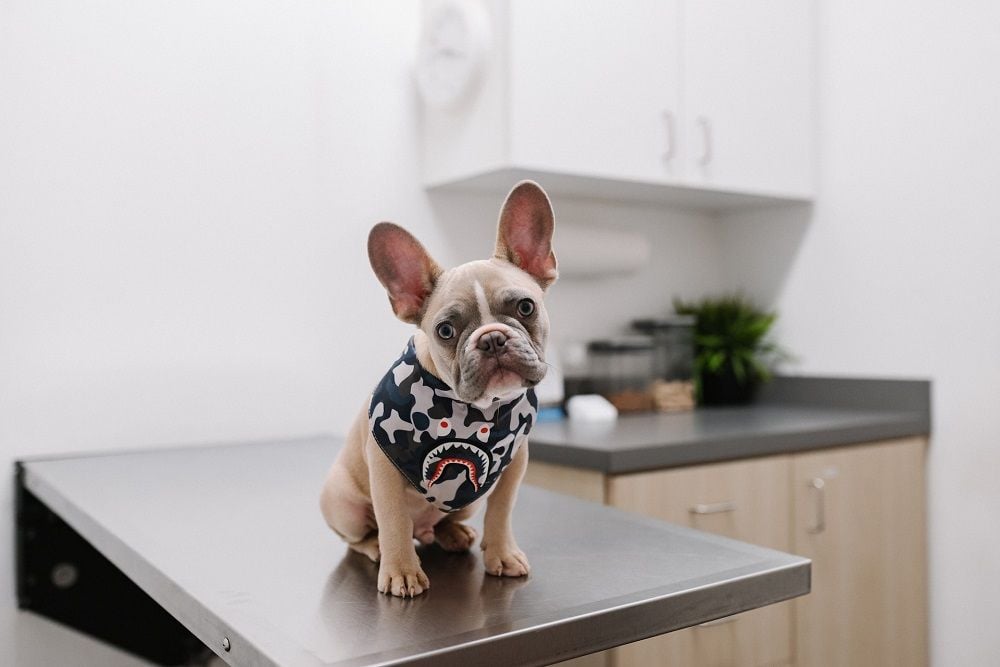EQT snares VetPartners in billion-dollar shake-up of Australia’s veterinary sector