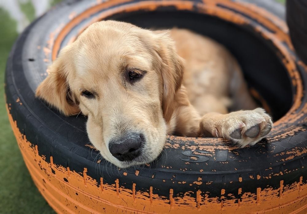 Competition watchdog puts Woolies in the doghouse over Petstock acquisition
