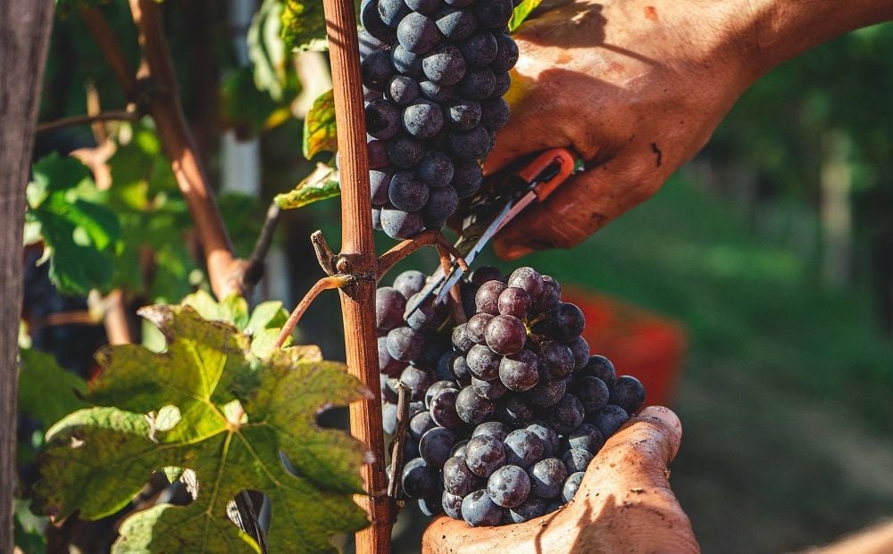 Treasury Wine firms up US foothold with $1.6 billion deal for DAOU Vineyards