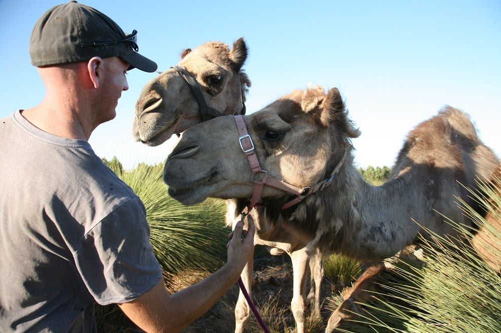 Good Earth Dairy secures $4.4m grant as plans progress for new camel-milk processing facility