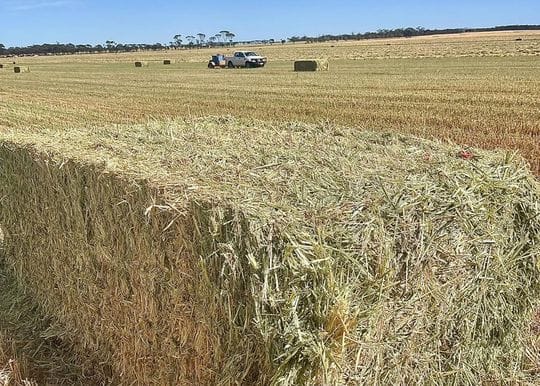Balco quick to capitalise on China's thawing trade freeze with $100m deal for livestock hay