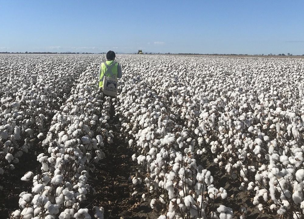 Singapore giant LDC in 105m takeover bid for Namoi Cotton