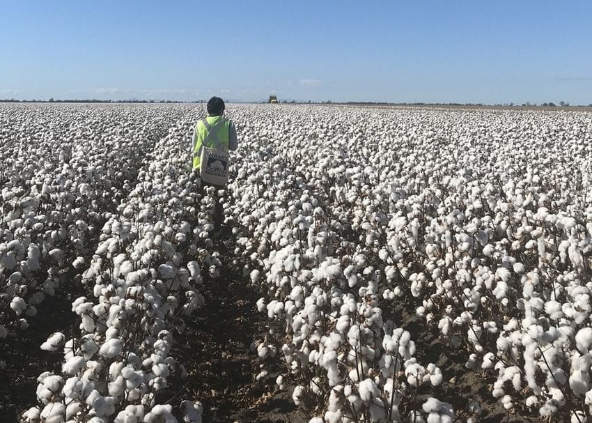 Singapore giant LDC explores $105m takeover bid for Namoi Cotton