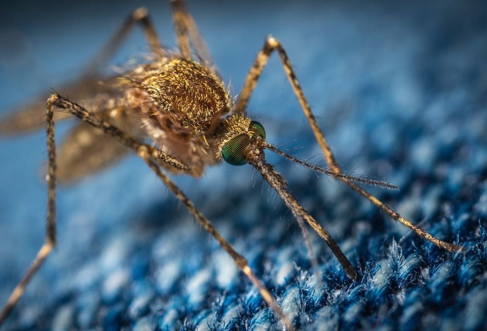AdAlta reveals world-first breakthrough in the battle against the scourge of malaria