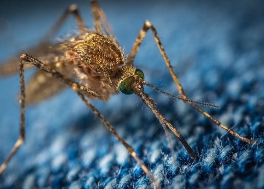 AdAlta reveals world-first breakthrough in the battle against the scourge of malaria