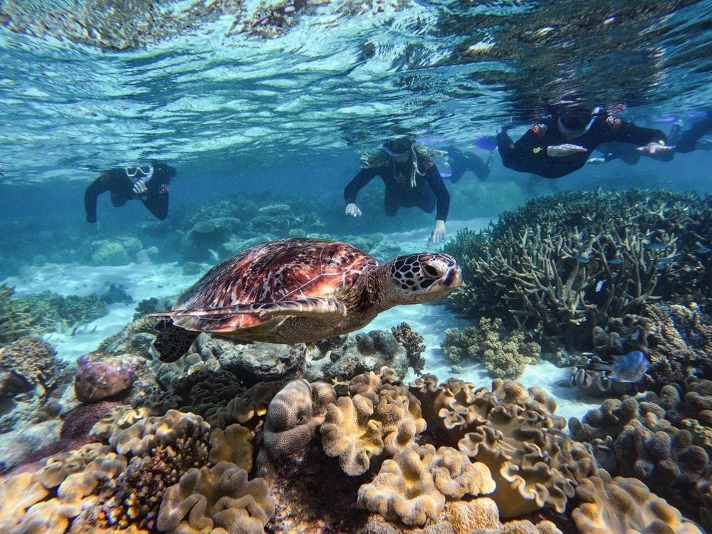 Discount airfares on offer to lure tourists back to tropical North Queensland