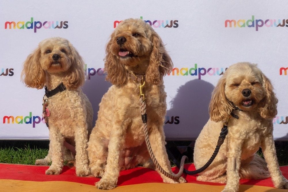 Pet sitter numbers nearly double at Mad Paws in one quarter