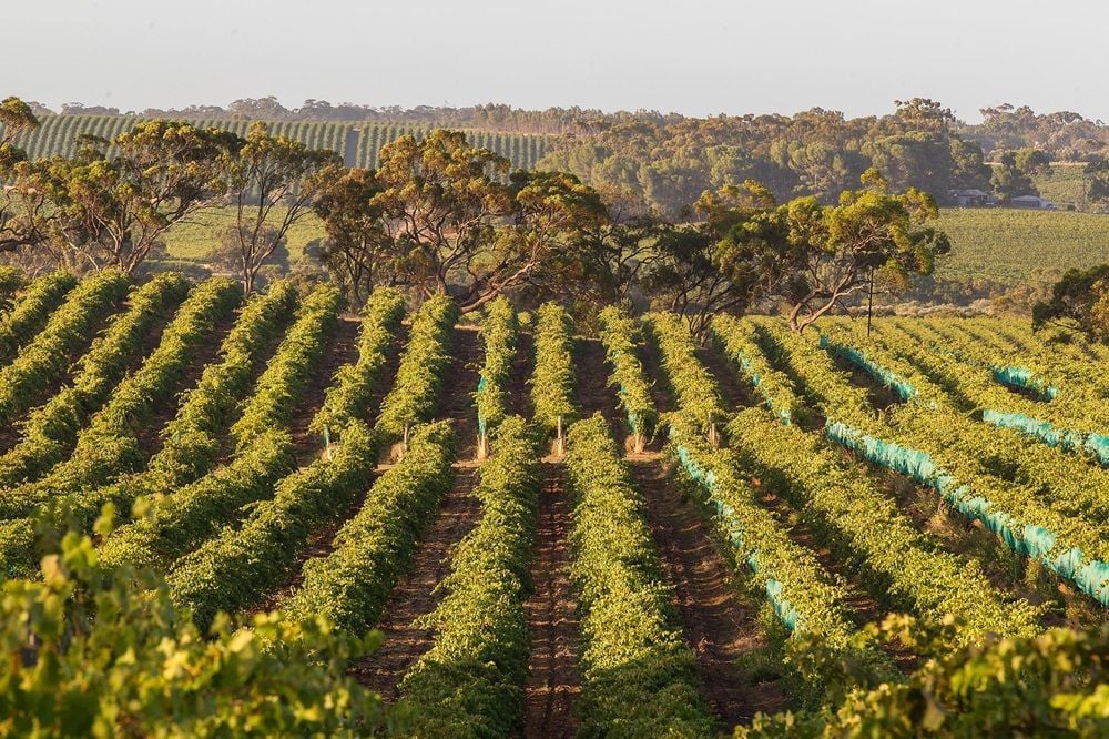 Australian wine exports slump but Hong Kong market shows promise with surge in value
