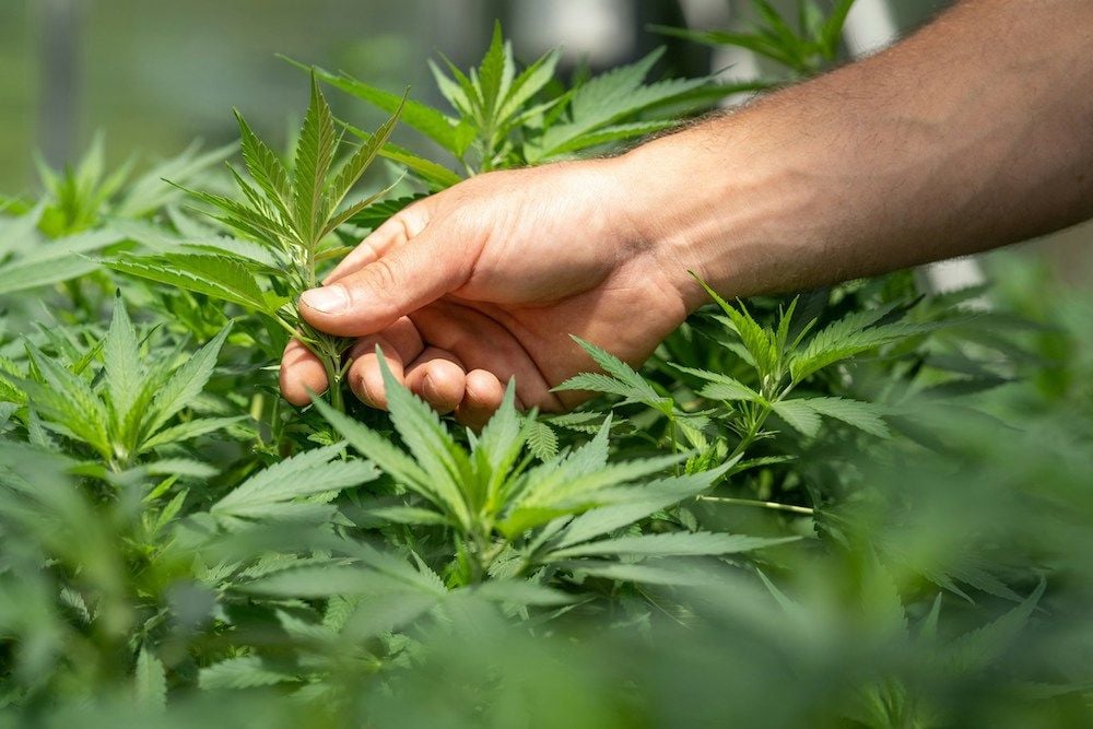 MedReleaf Australia acquired by Aurora Cannabis
