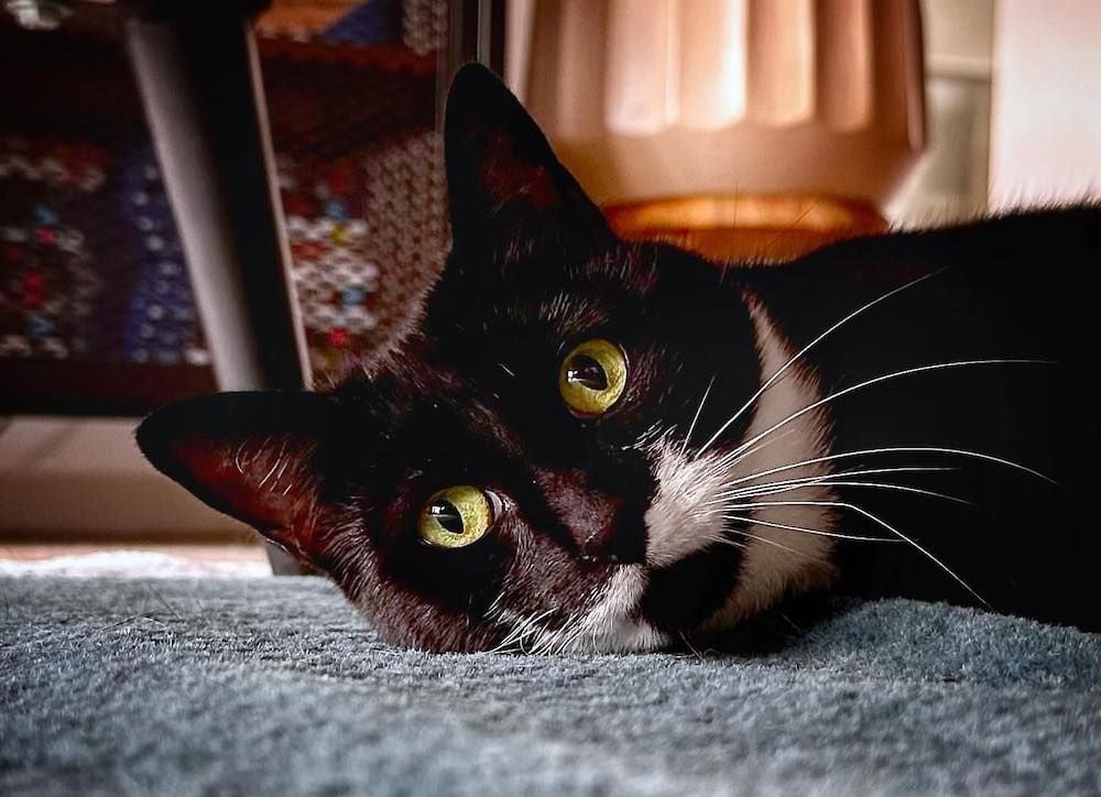 Seven West Media pumps $5.25m into Mad Paws