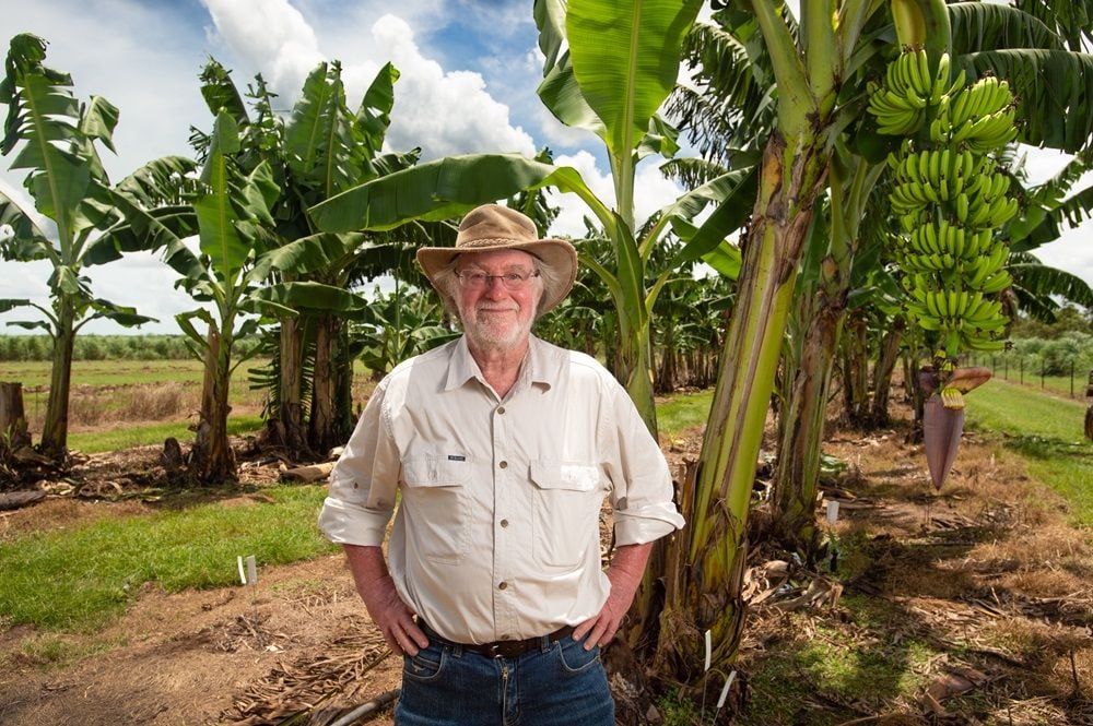 20 years in the making: Australian food safety body approves GM banana resistant to deadly disease